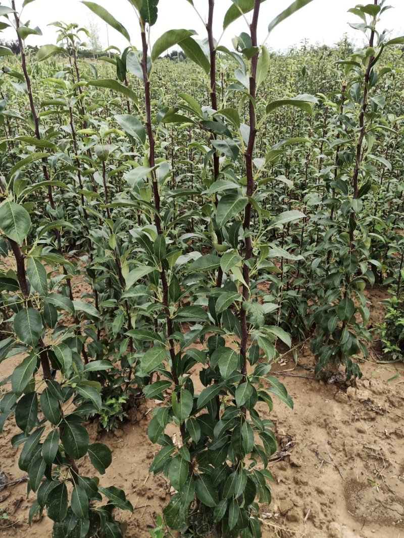 山西考密斯红梨苗非山东河南三门峡山西苗品种保证
