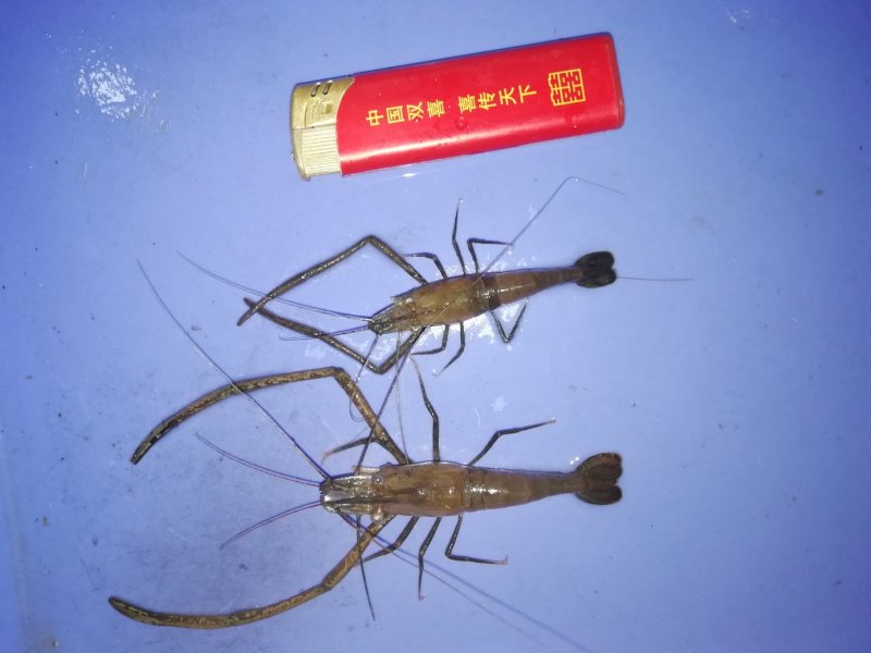 河虾，中等规格