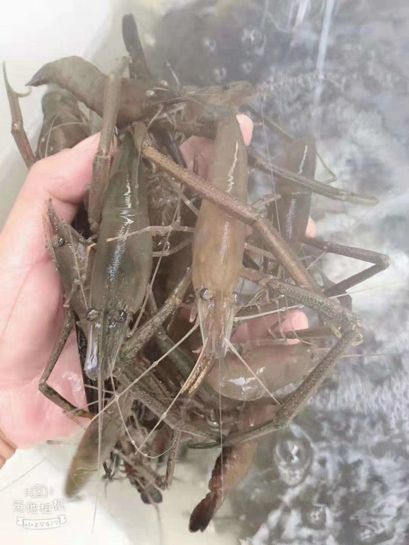 河虾，中等规格