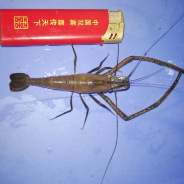 河虾，中等规格
