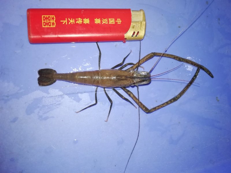 河虾，中等规格