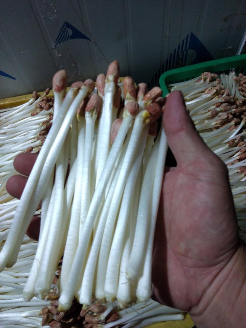 AAAA广东中山市惠众食品加工基地产地直供花生芽散装