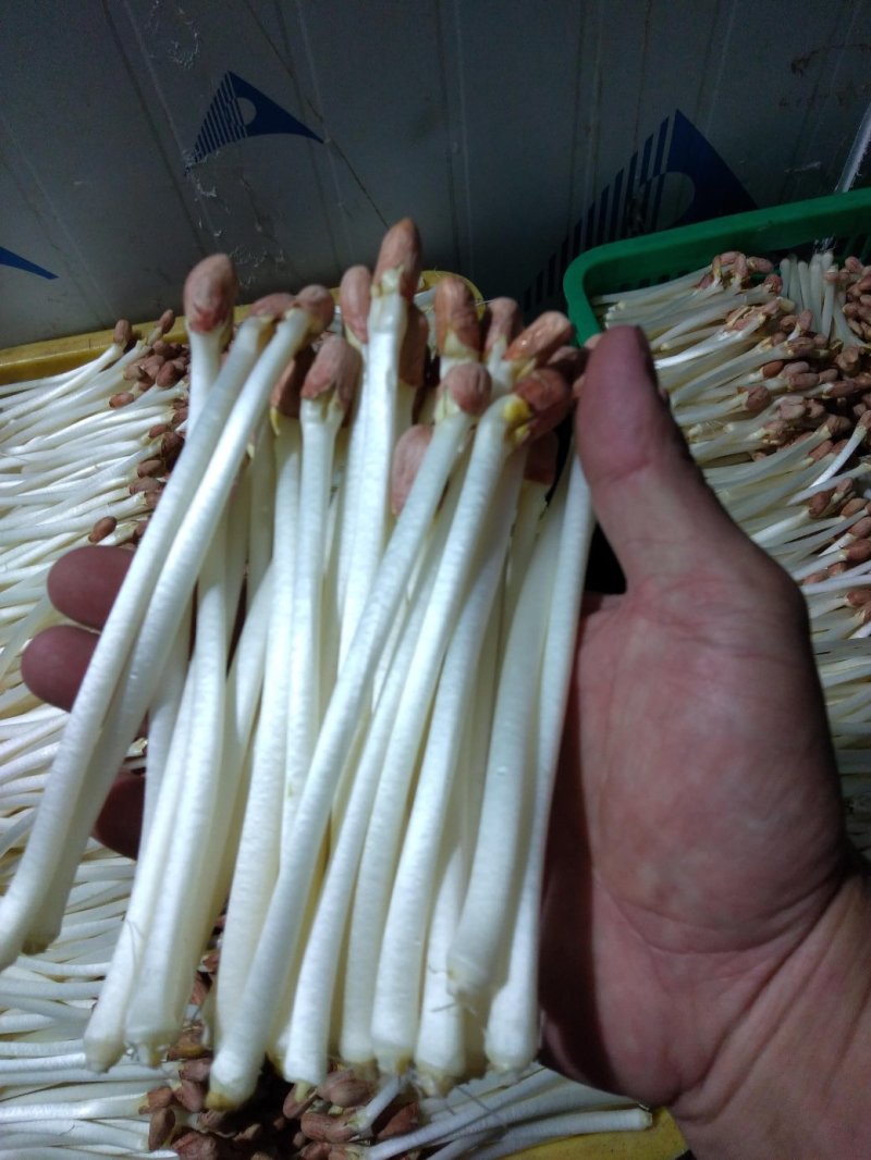 AAAA广东中山市惠众食品加工基地产地直供花生芽散装