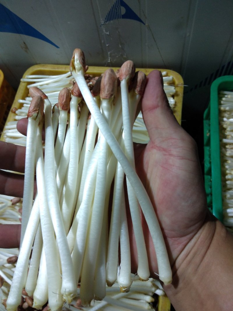 AAA广东中山市惠众食品加工基地直供！各种包装