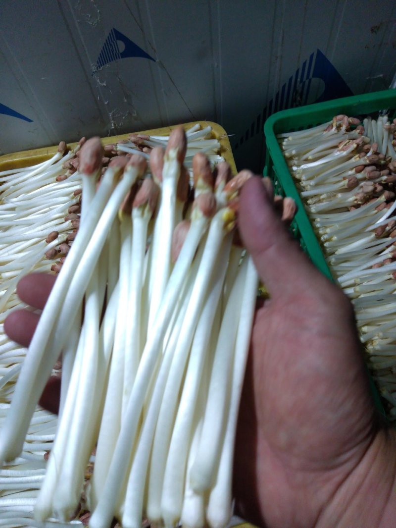 AAA广东中山市惠众食品加工基地直供！各种包装