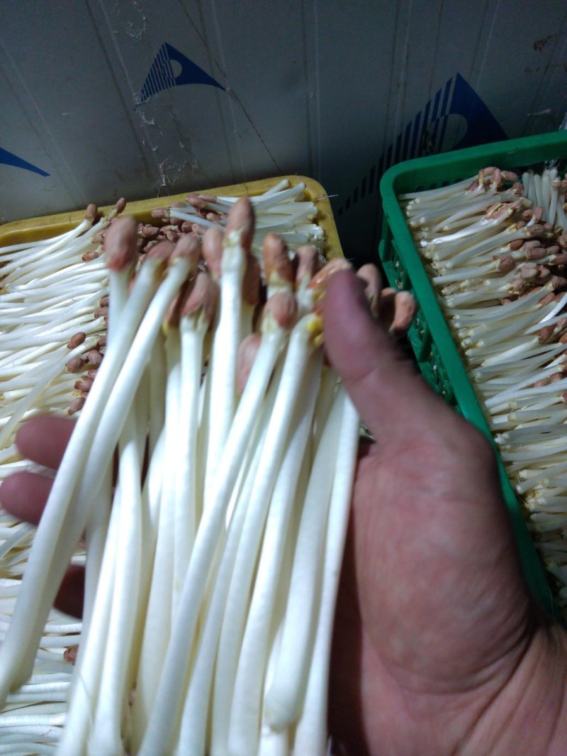 AAA广东中山市惠众食品加工基地直供！各种包装