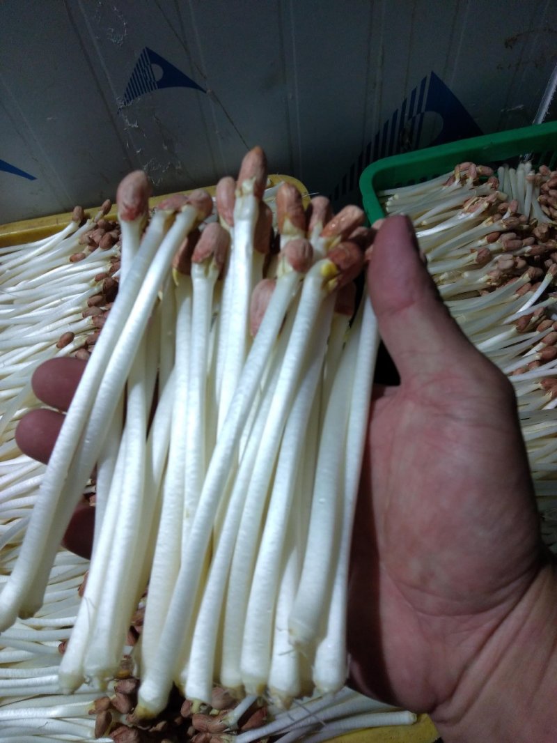 AAA广东中山市惠众食品加工基地直供！各种包装