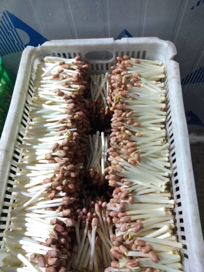 AAA广东中山市惠众食品加工基地直供！各种包装