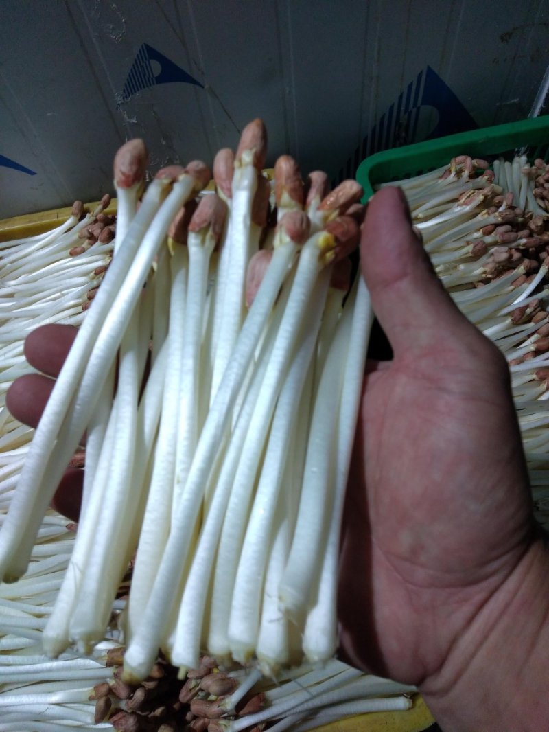 AAAA广东省中山市惠众食品无土栽培花生芽