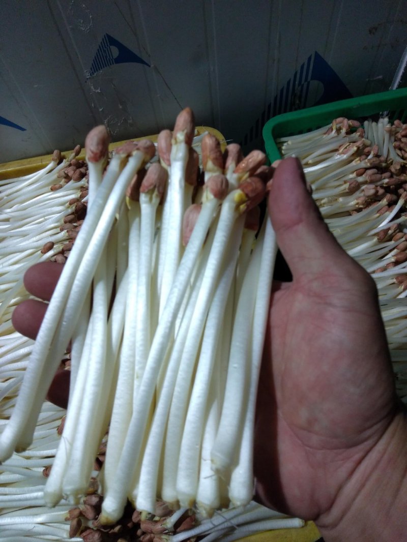 AAAA广东省中山市惠众食品无土栽培花生芽