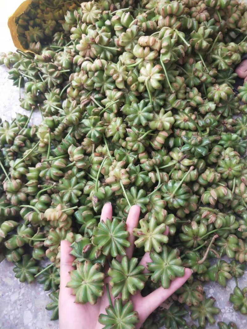 产地苗圃批发大红八角选种嫁接苗优质矮化罗马品种