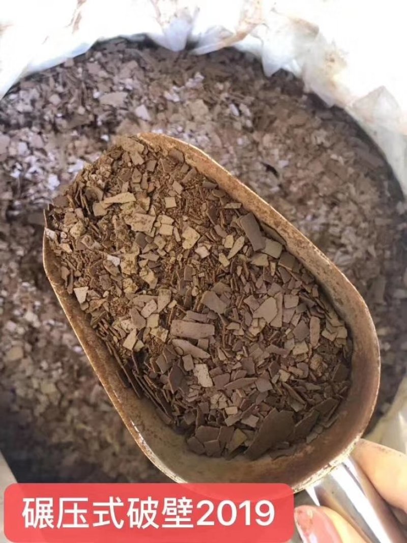 长白山君芝草有机灵芝孢子粉正规手续微供货源产地直销