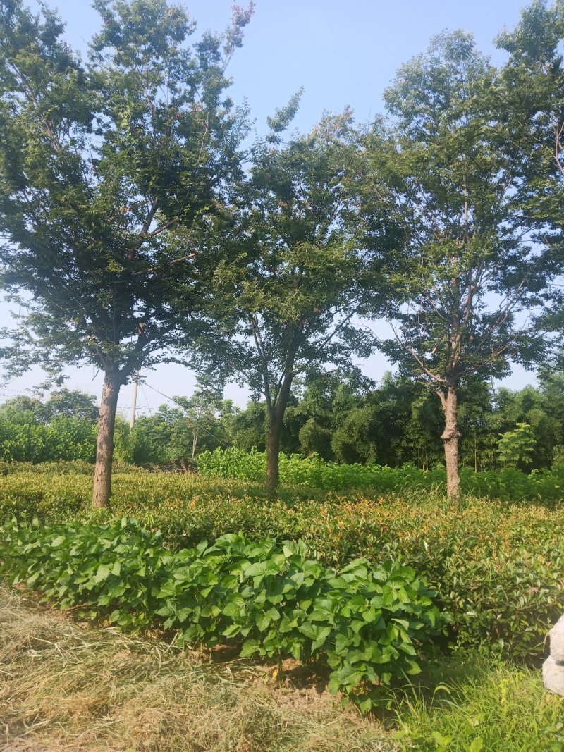 【榉树移栽】15-50公分出售乔灌木自种自养保证质量