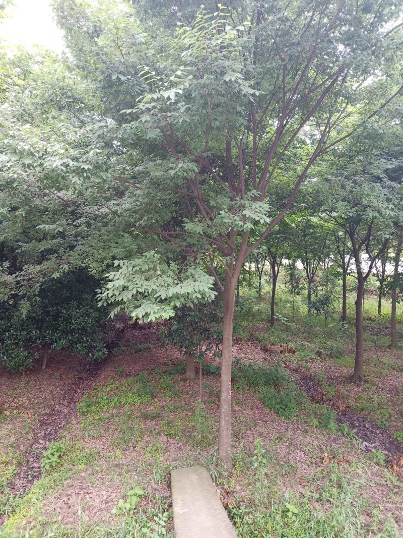 【榉树移栽】15-50公分出售乔灌木自种自养保证质量