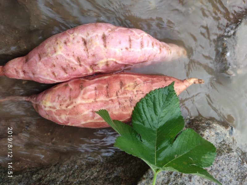 山东流油烟薯25农户自产自销高岭沙土地种植