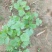 香菜，大白菜