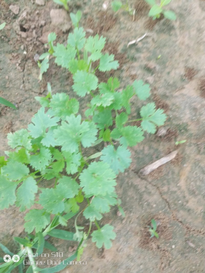 香菜，大白菜