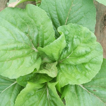 香菜，大白菜