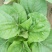 香菜，大白菜