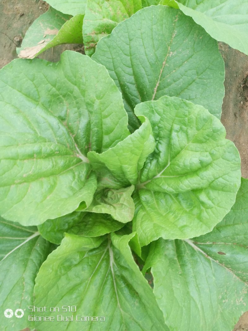 香菜，大白菜