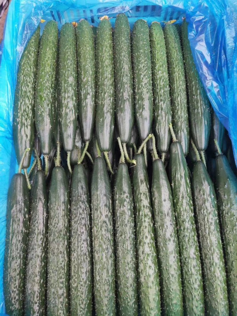 密刺黄瓜25公分以上干花带刺，商超品质，量大从优！