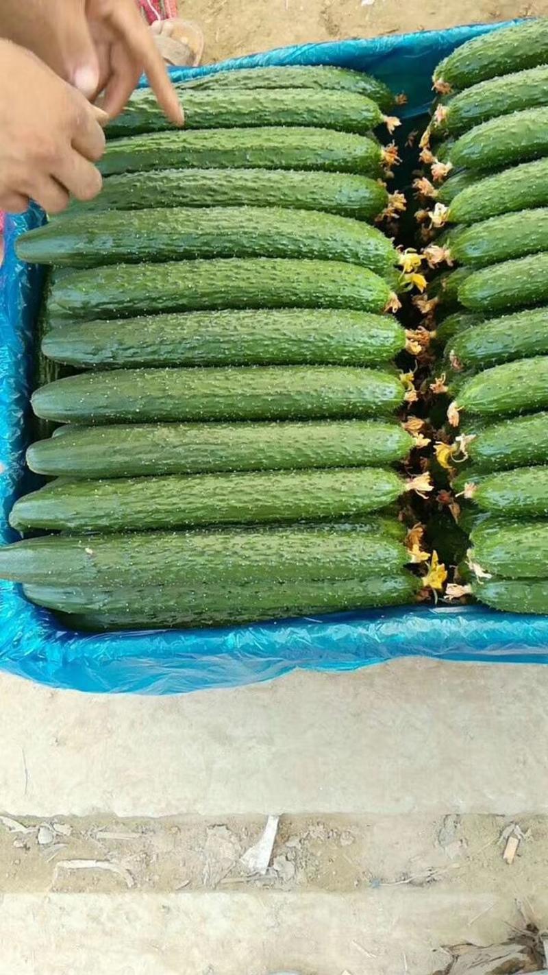 密刺黄瓜25公分以上干花带刺，商超品质，量大从优！