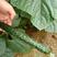 密刺黄瓜25公分以上干花带刺，商超品质，量大从优！