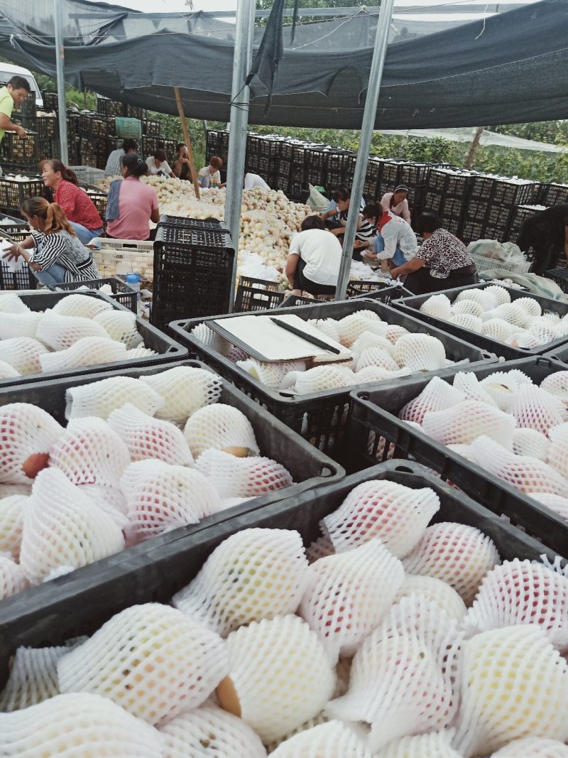 苹果:嘎啦苹果【供应团购平台：冠唐果品合作社】