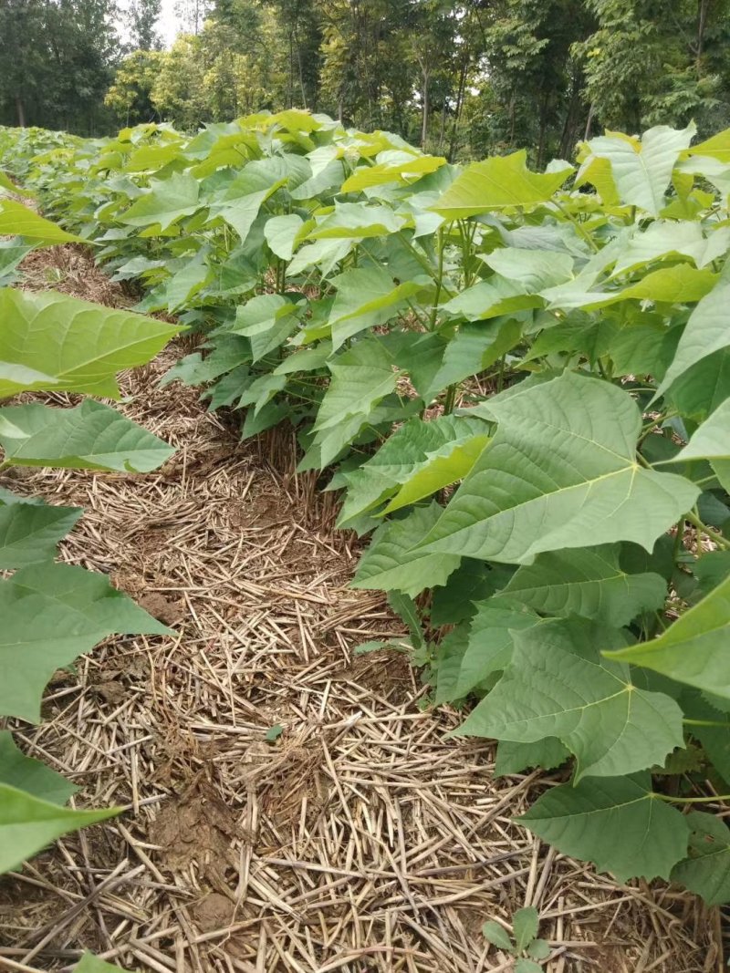 速生楸树麦茬苗预定中。