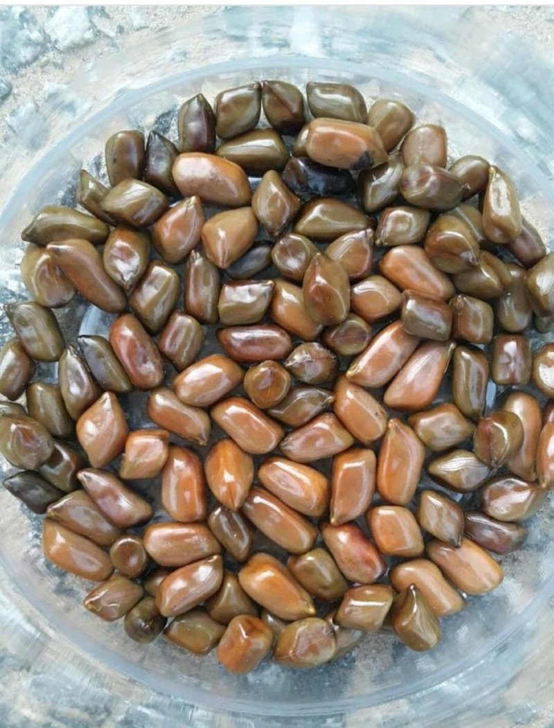 决明子货好量大泡茶用产地直发要多优惠