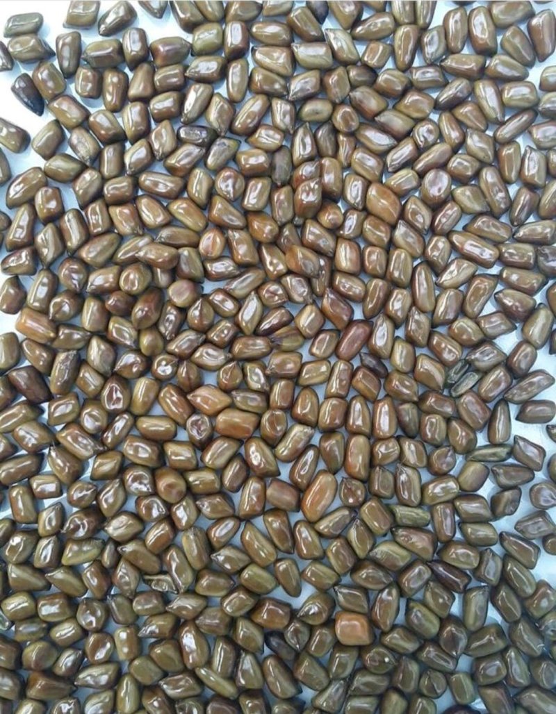 决明子货好量大泡茶用产地直发要多优惠