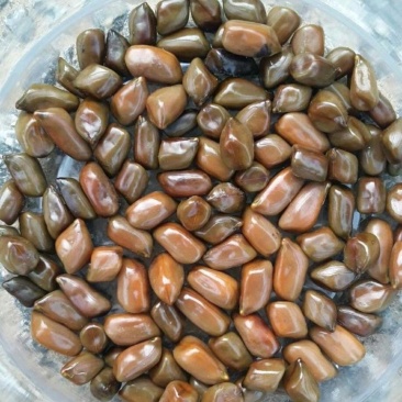 决明子货好量大泡茶用产地直发要多优惠