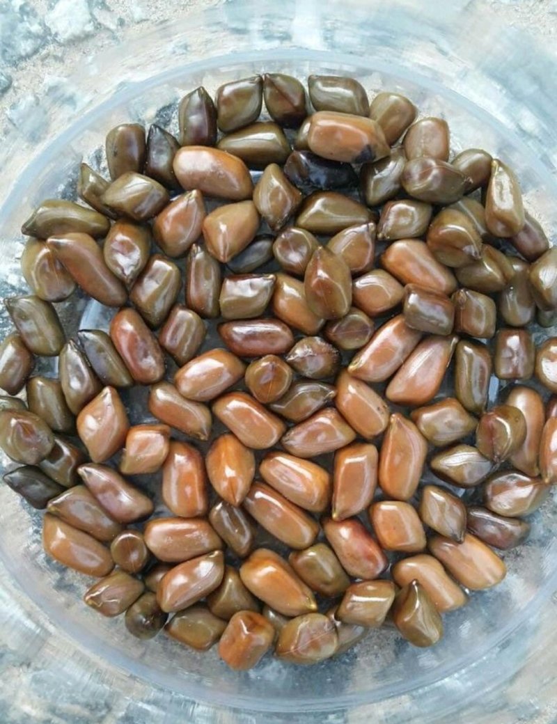 决明子货好量大泡茶用产地直发要多优惠
