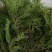 雪峰山侧柏叶