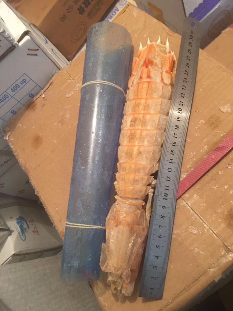 濑尿虾皮皮虾超级泰虾虾姑