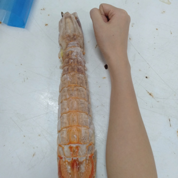 濑尿虾皮皮虾超级泰虾虾姑