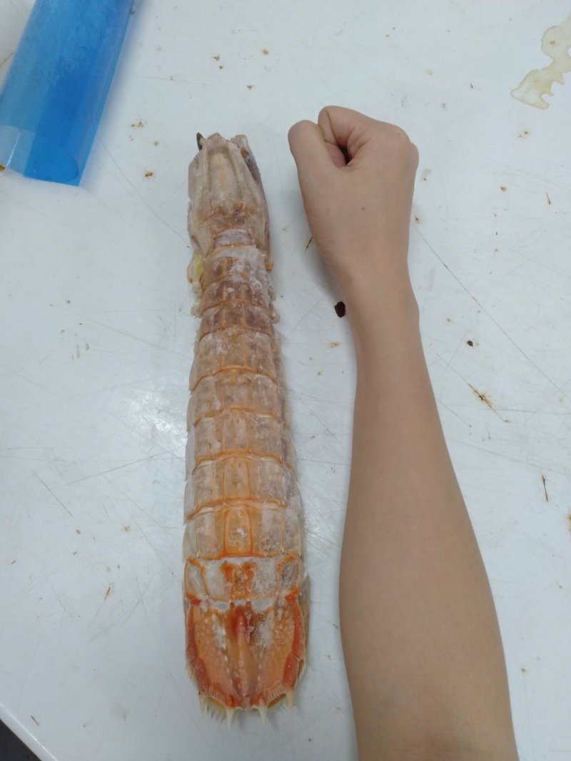濑尿虾皮皮虾超级泰虾虾姑