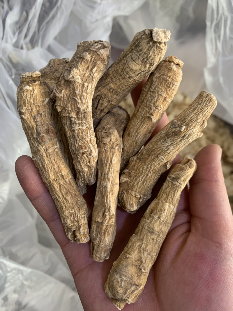 进口西洋参个，西洋参粉，人参粉，批发中药材