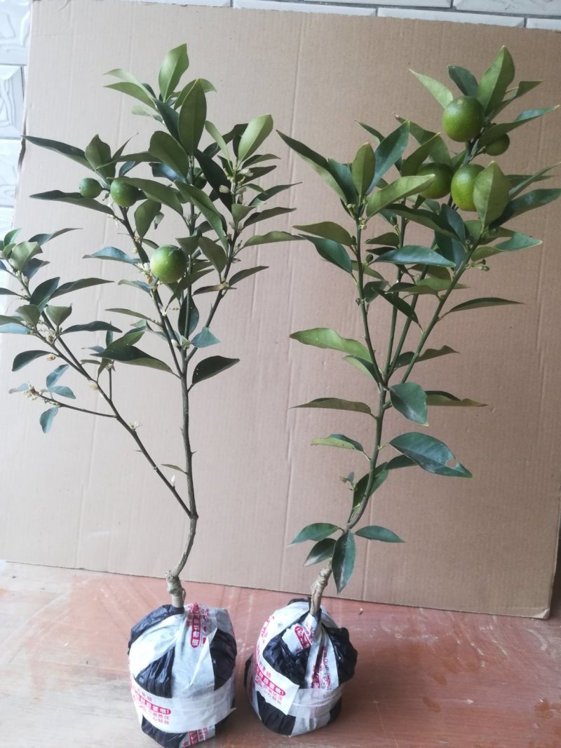 四季脆皮金桔苗，常年四季开花结果，当年种植当年挂果