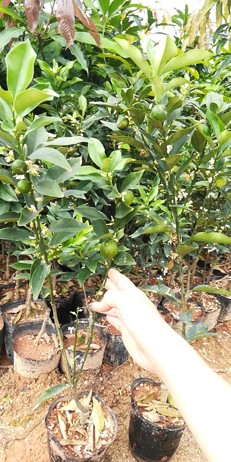 四季脆皮金桔苗，常年四季开花结果，当年种植当年挂果