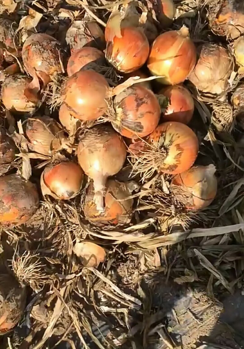 红皮洋葱8-12规格大量上市，欢迎采购