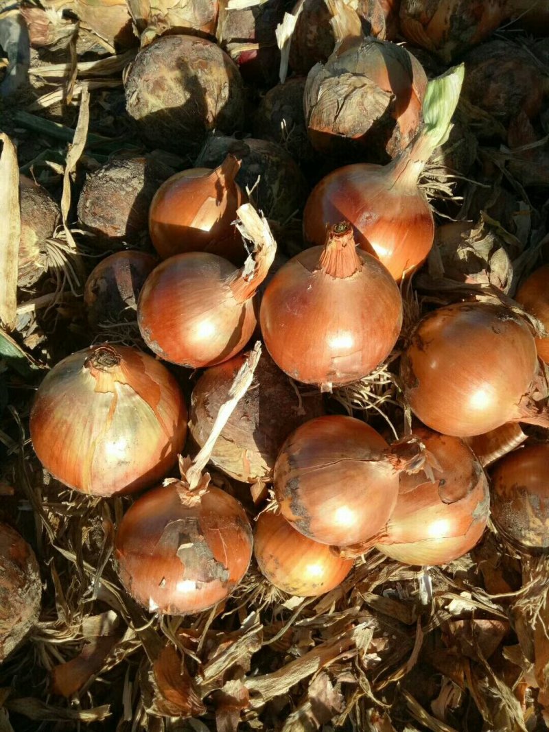 红皮洋葱8-12规格大量上市，欢迎采购