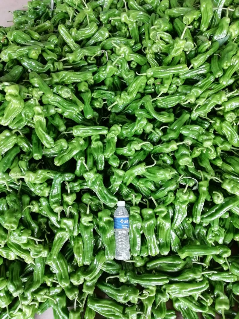 鲜辣椒薄皮椒芜湖椒，自家基地种植、色泽鲜亮价格实惠