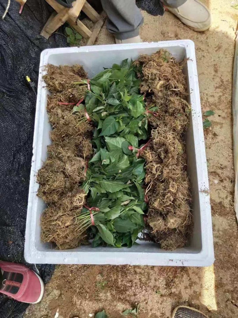 吉塞拉6号，12号砧木，Y1砧木嫁接樱桃苗砧木，结果早。