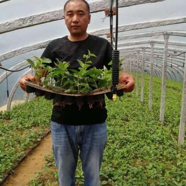 吉塞拉6号，12号砧木，Y1砧木嫁接樱桃苗砧木，结果早。