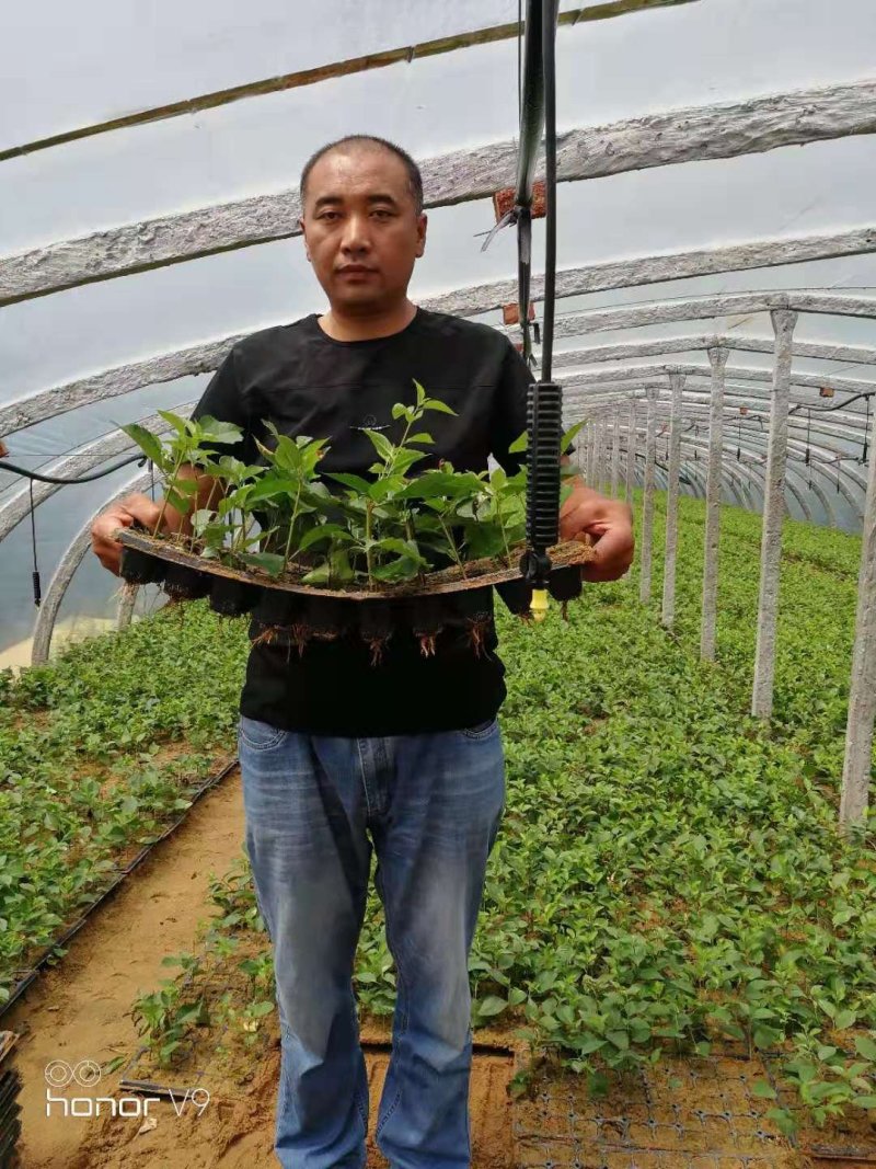 吉塞拉6号，12号砧木，Y1砧木嫁接樱桃苗砧木，结果早。