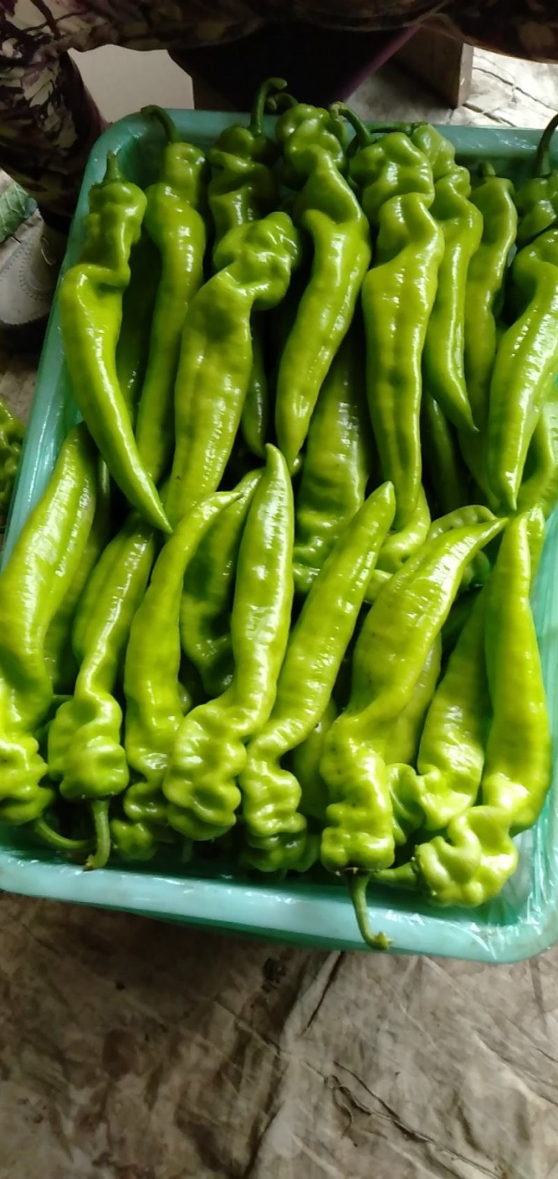 大棚蔬菜刚刚上市