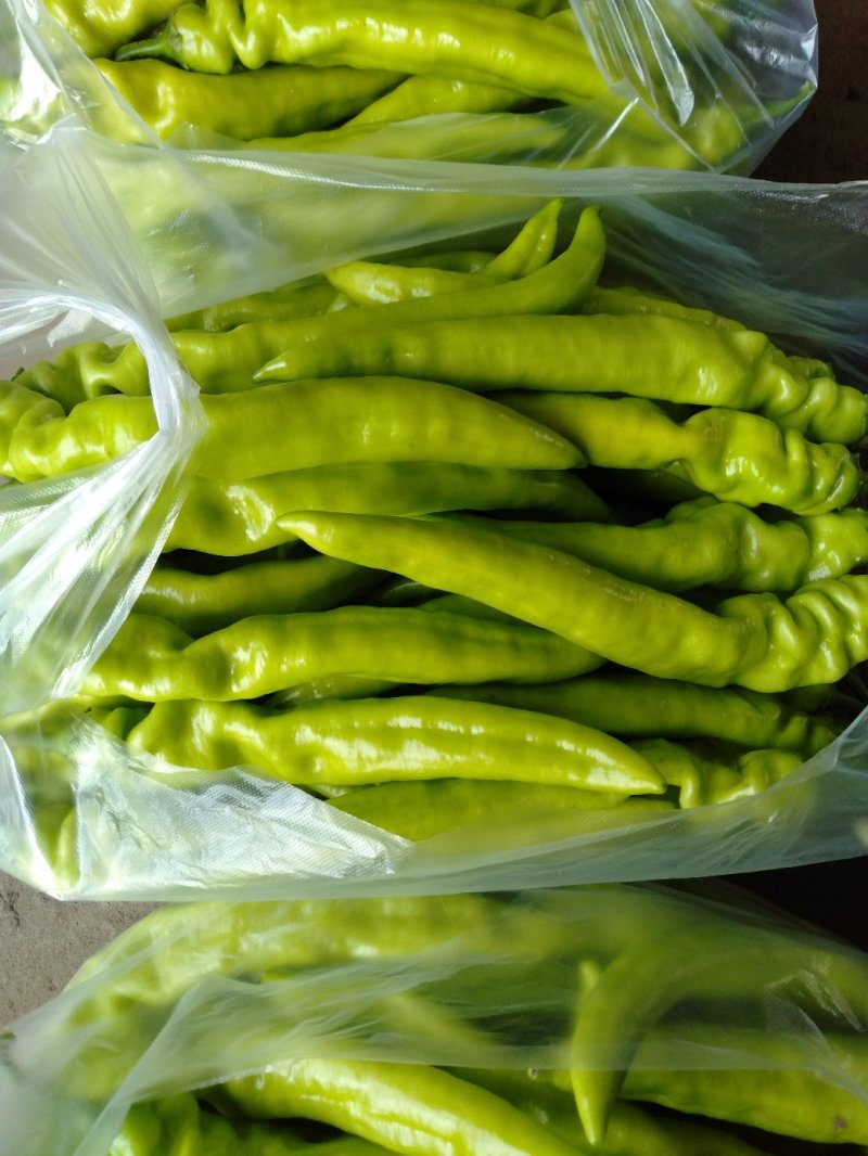 大棚蔬菜刚刚上市