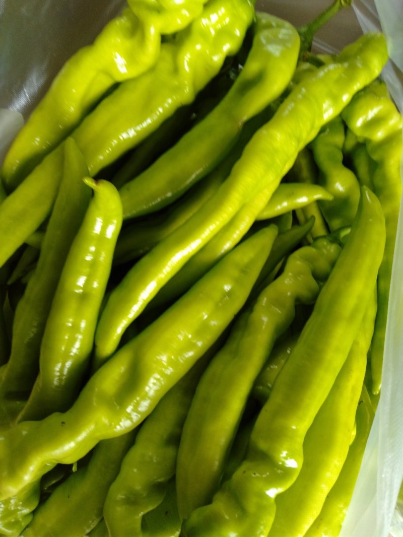 大棚蔬菜刚刚上市