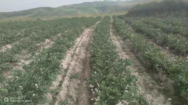 旱地高山土豆，青薯九号。旱地荞麦